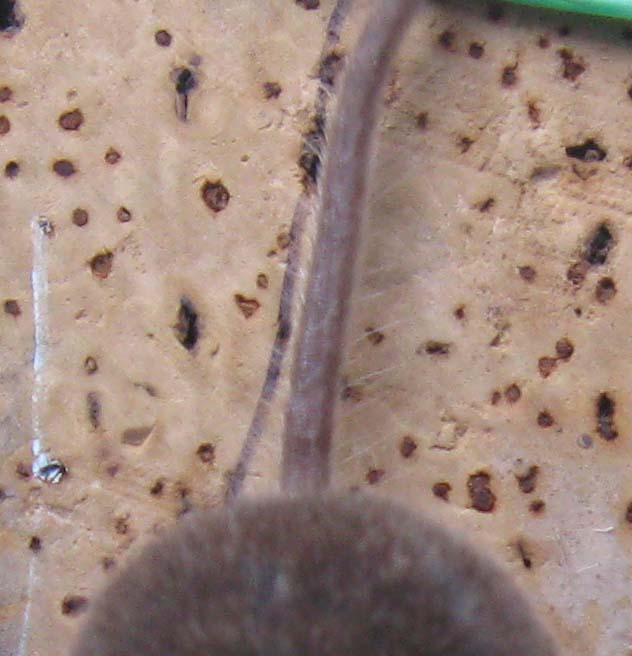 Crocidura sp. - Greve in Chianti (FI)