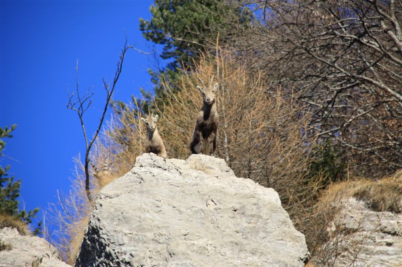 I BOVIDI SELVATICI