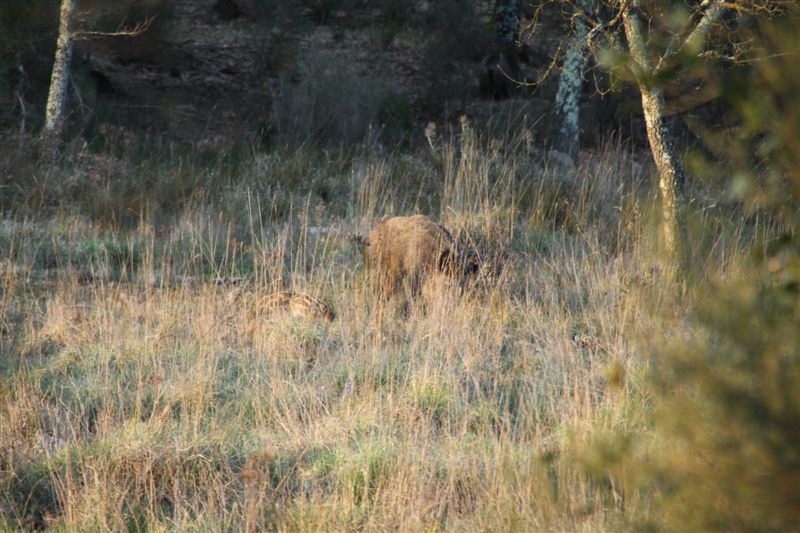 IL CINGHIALE