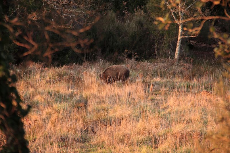 IL CINGHIALE