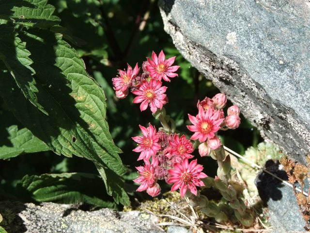 Sempervivum cfr. montanum