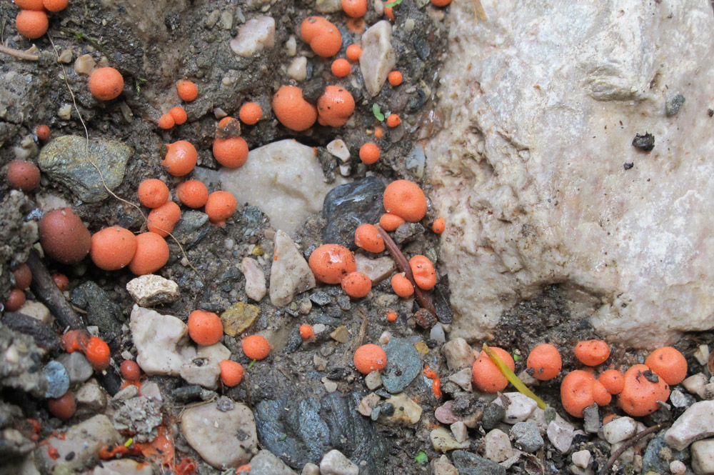 Lycogala epidendrum-Lycogala terrestre - conafronto