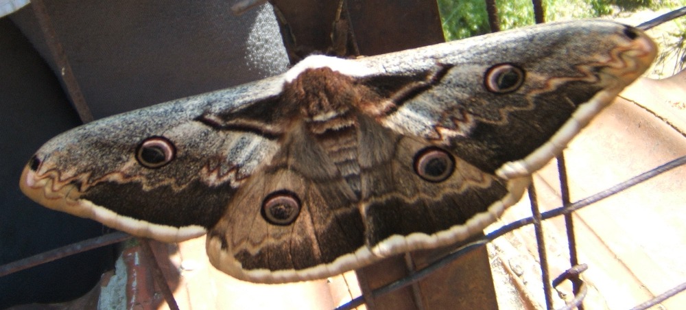 Identificazione farfalla - Saturnia (Saturnia) pyri