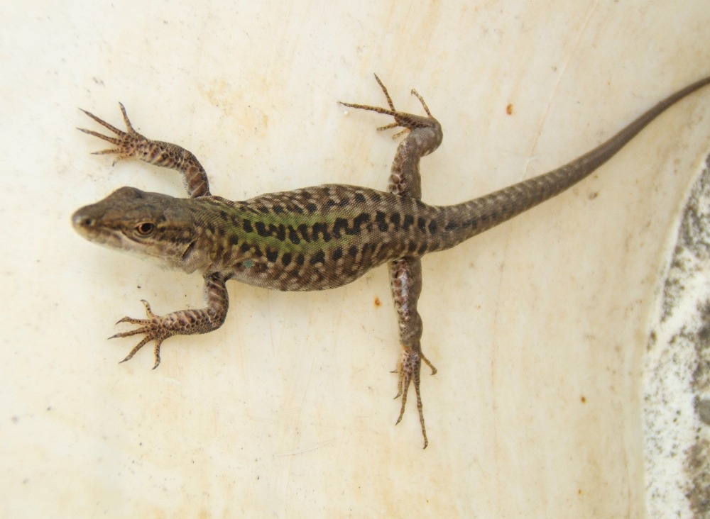 Identificazione lucertola