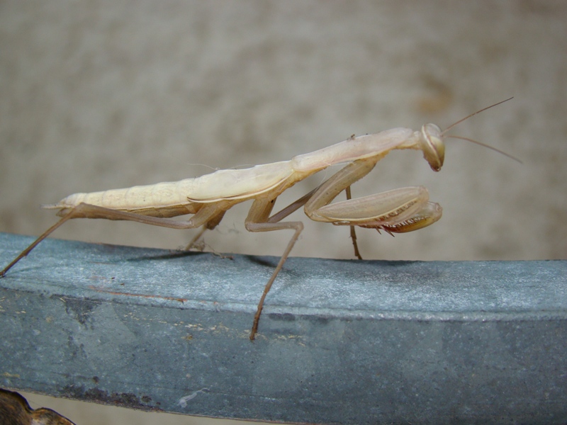 Sulla mia inferriata - Femmina immatura di Mantis religiosa