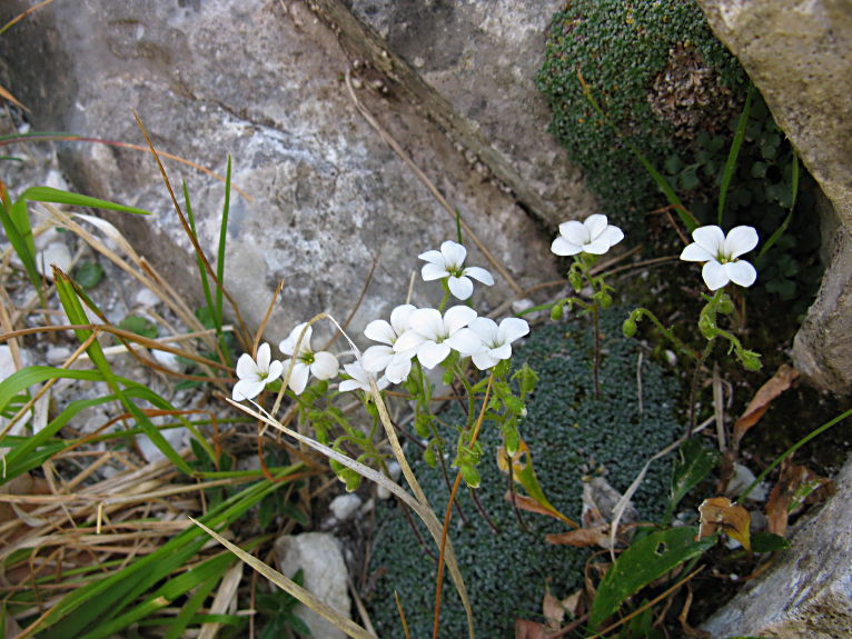 Dalle Alpi Apuane - Saxifraga caesia