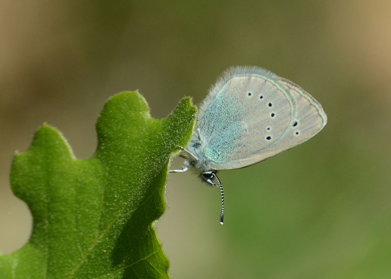 Farfalla da identificare 2