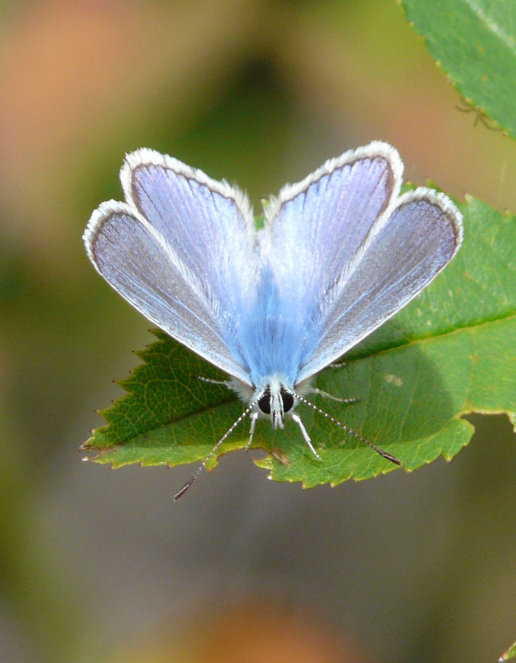 Licenide da identificare