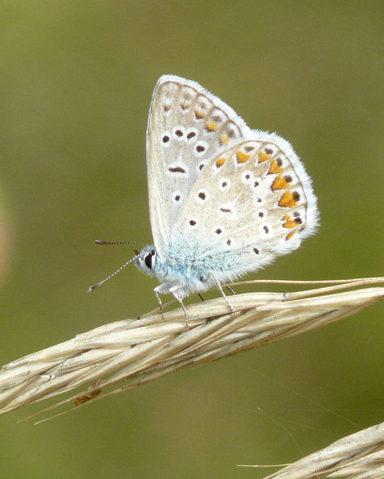 Licenide da identificare