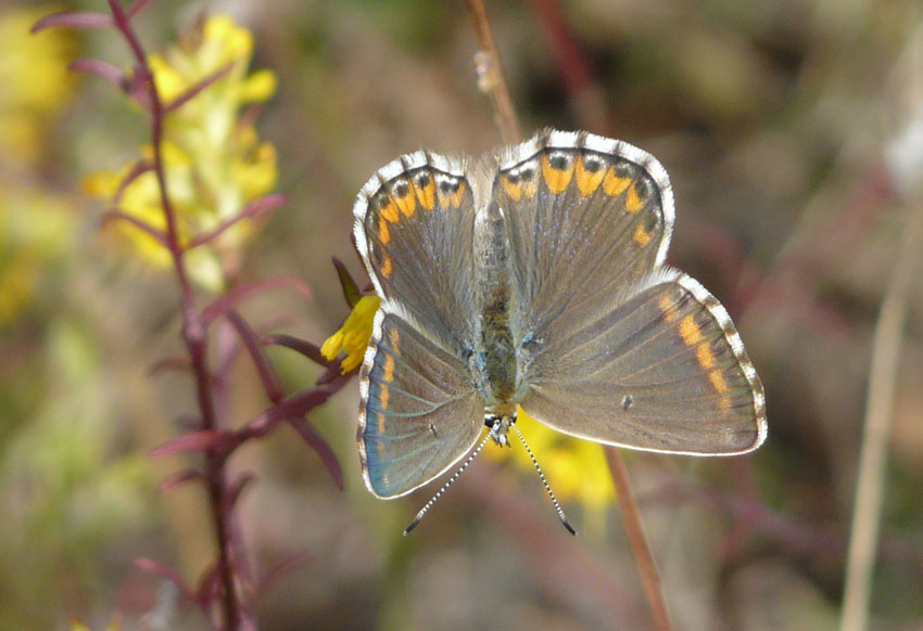 Licenide da identificare