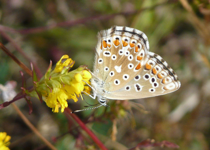 Licenide da identificare