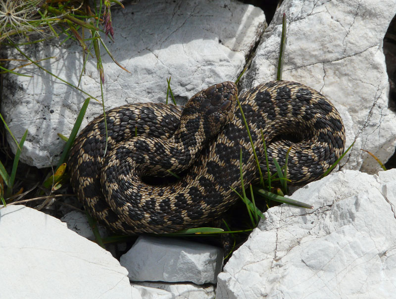 Vipera di Orsini