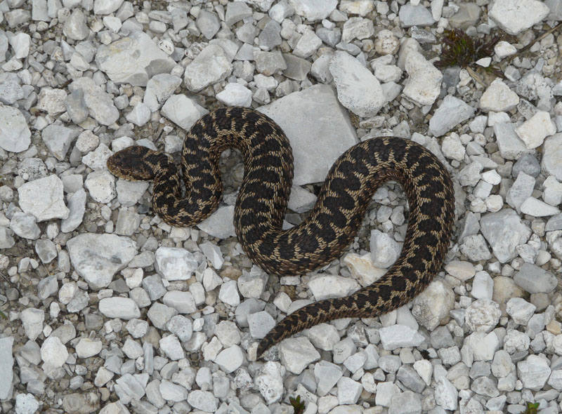 Vipera di Orsini