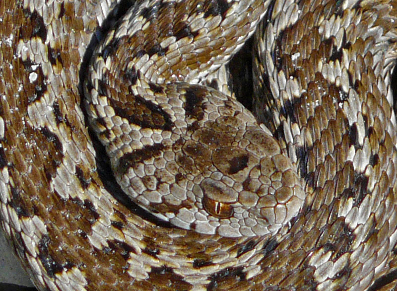 Vipera di Orsini