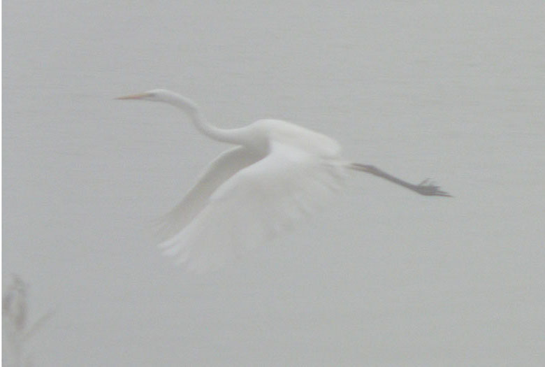 Airone nella nebbia