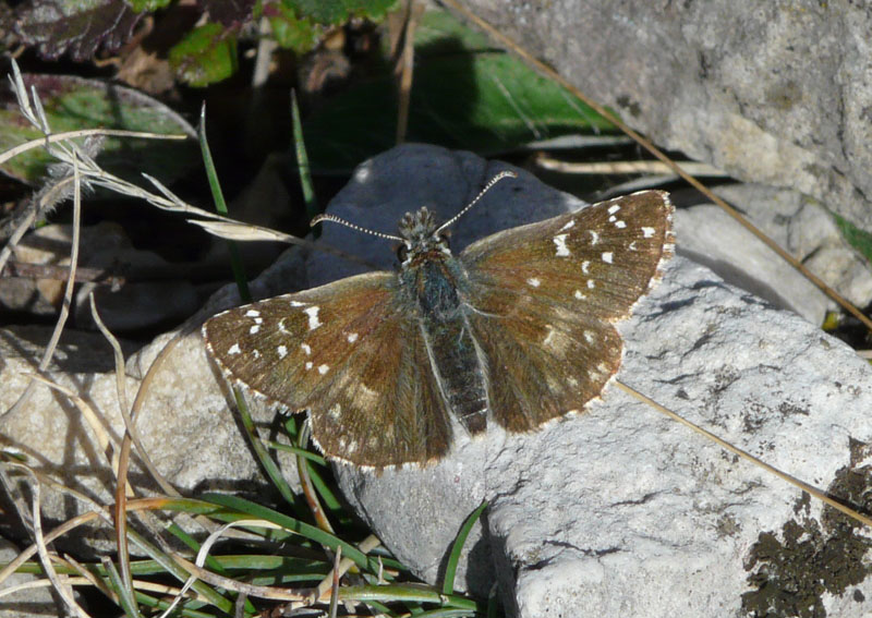 Pyrgus da identificare