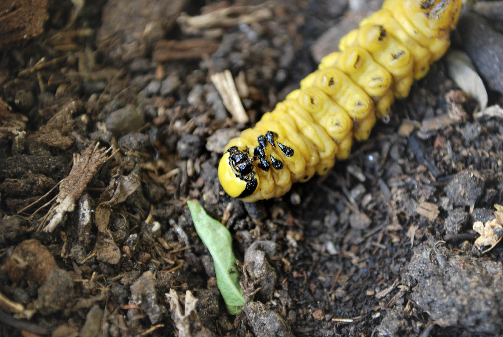 Acherontia Atropos