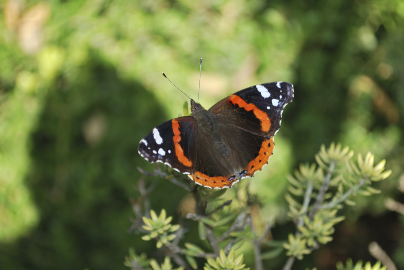 Vanessa atalanta