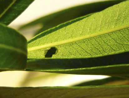 Daphnis Nerii