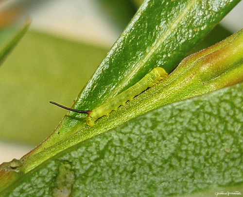 Daphnis Nerii