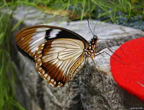 Identificazione farfalle esotiche (sono solo 2 farfalle)