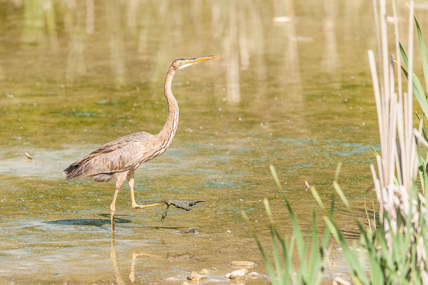 Ardea purpurea