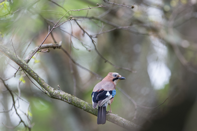 Garrulus glandarius