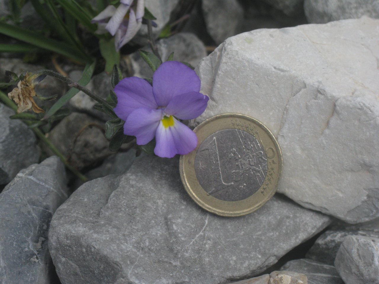 Viola cenisia / Viola del Moncenisio