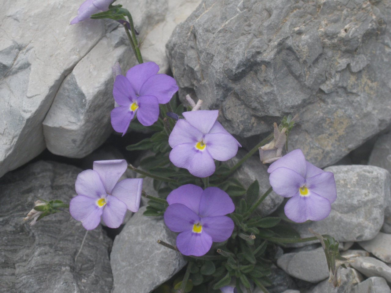 Viola cenisia / Viola del Moncenisio