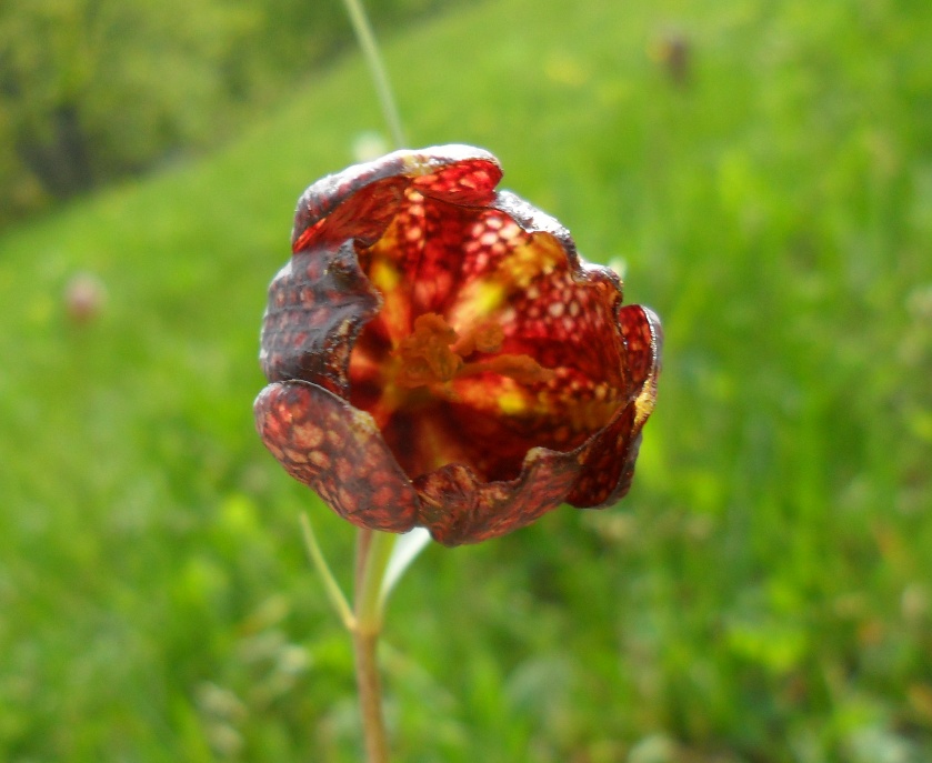 Fritillaria montana (=Fritillaria orientalis)