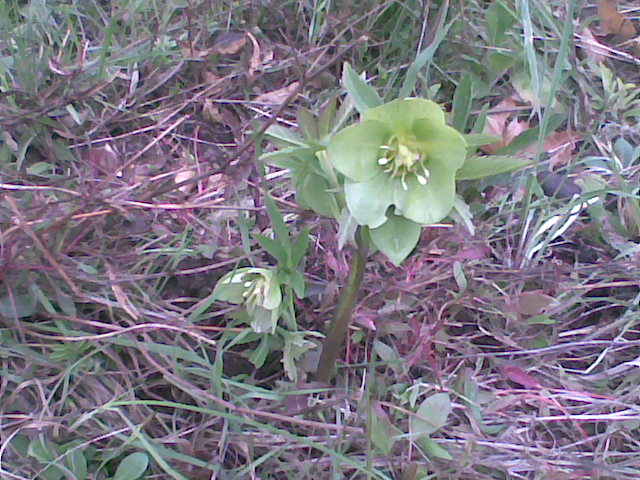 Helleborus viridis