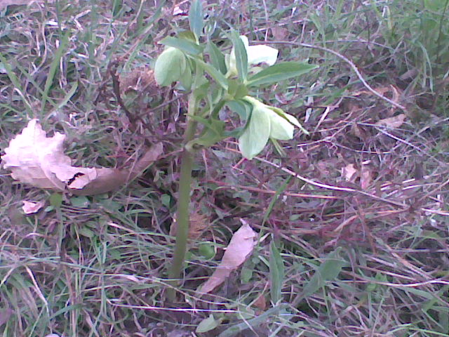 Helleborus viridis