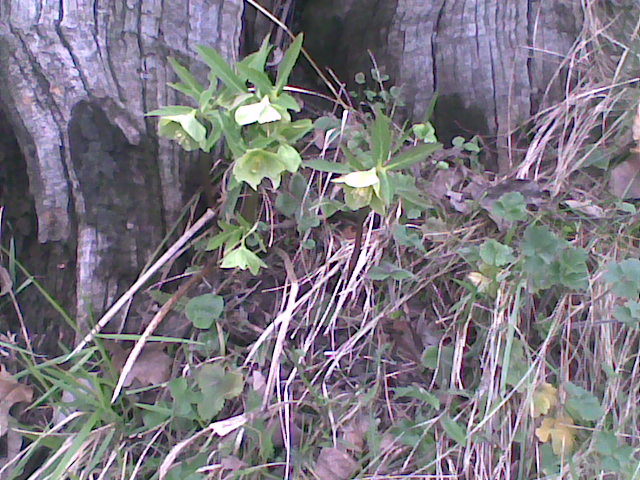 Helleborus viridis