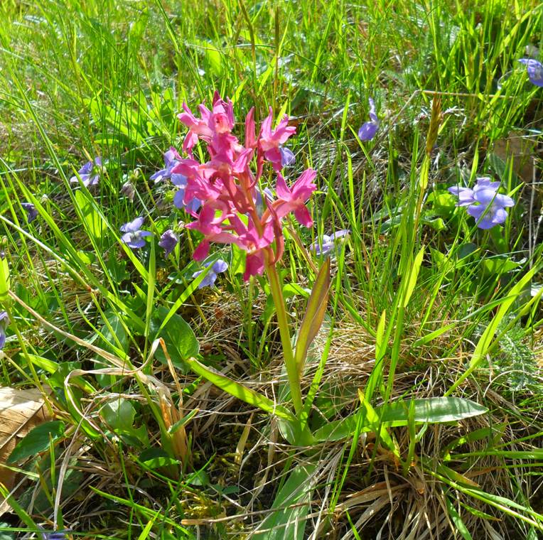 Dactylorhiza sambucina