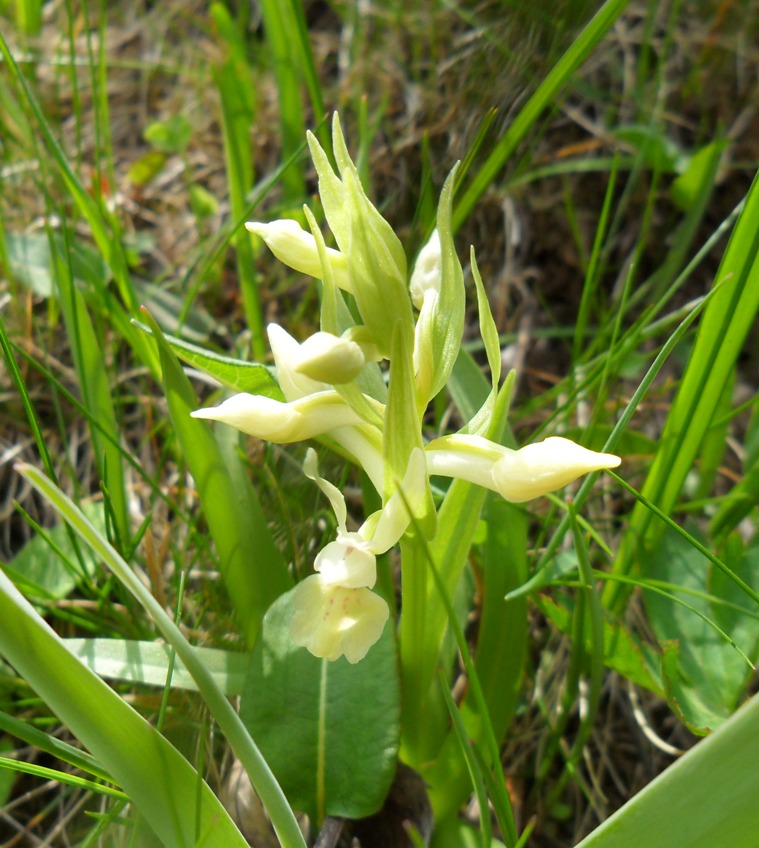 Dactylorhiza sambucina