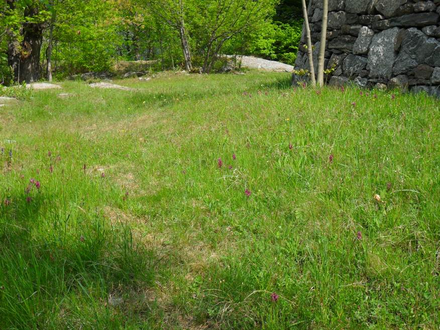 Dactylorhiza sambucina