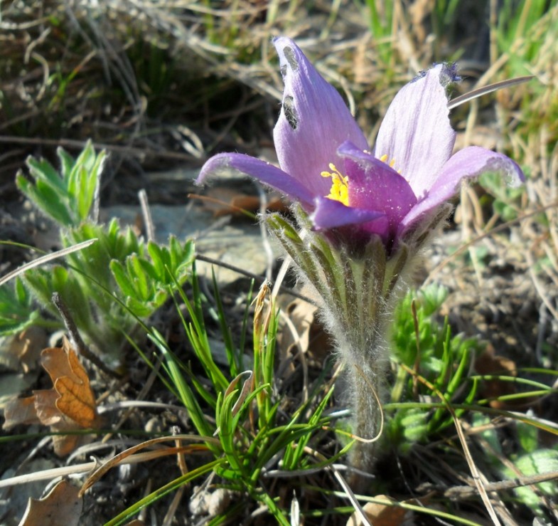 Pulsatilla halleri