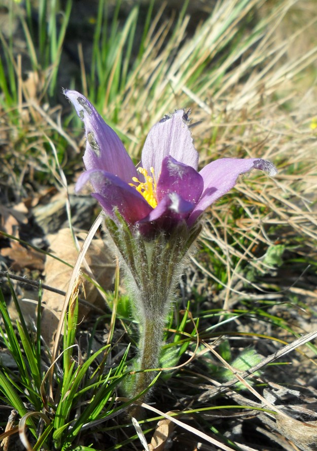 Pulsatilla halleri