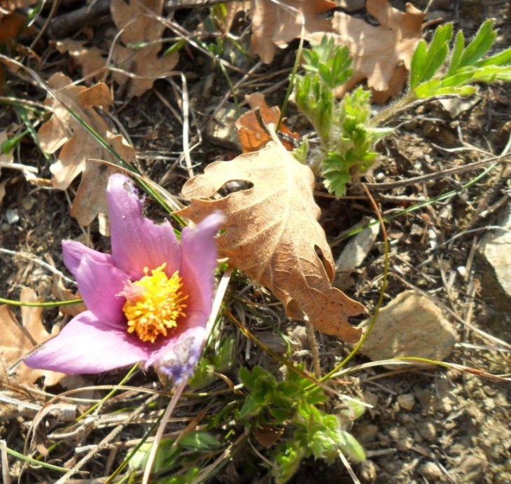 Pulsatilla halleri