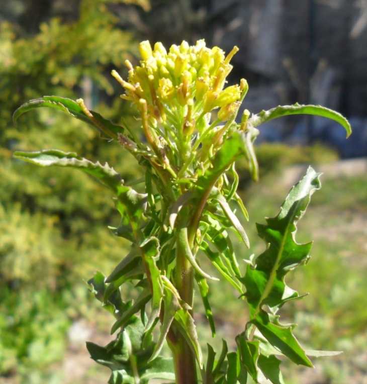 Sisymbrium irio / Erba cornacchia irida