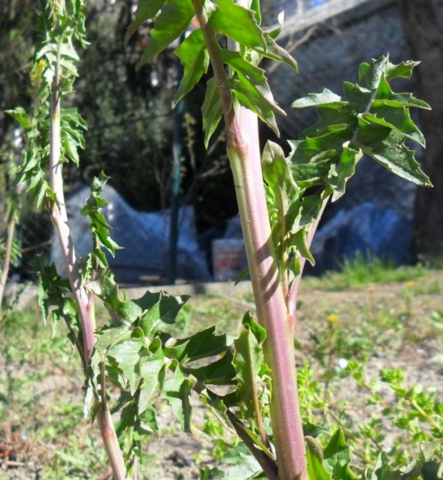 Sisymbrium irio / Erba cornacchia irida