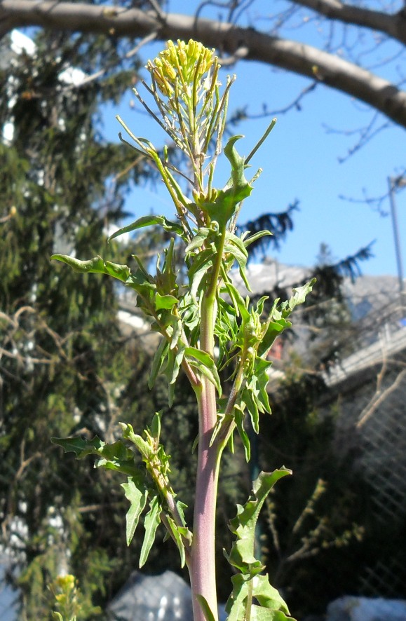 Sisymbrium irio / Erba cornacchia irida