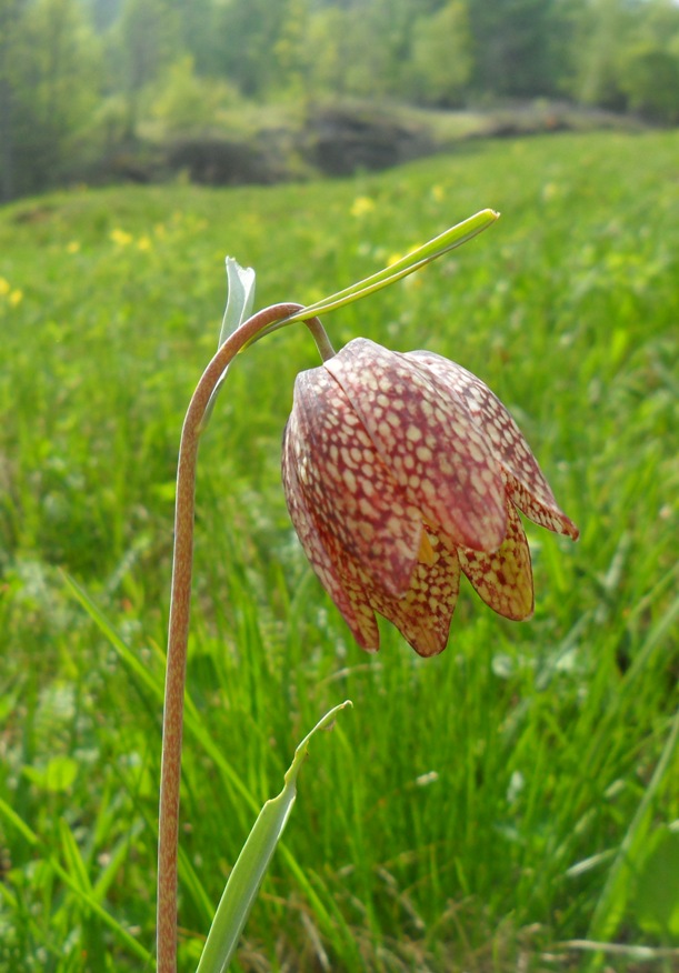 Fritillaria montana (=Fritillaria orientalis)