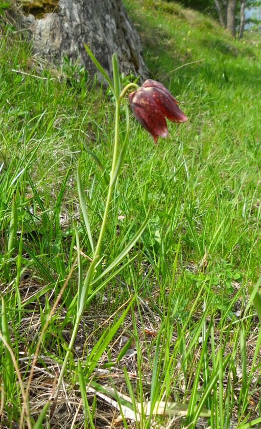 Fritillaria montana (=Fritillaria orientalis)