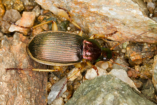 Chlaenius velutinus sardo