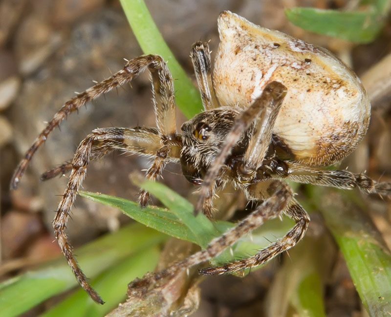 Gibbaranea bitubercolata