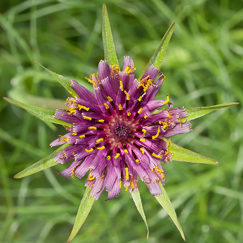 (Sardegna) - Tragopogon porrifolius