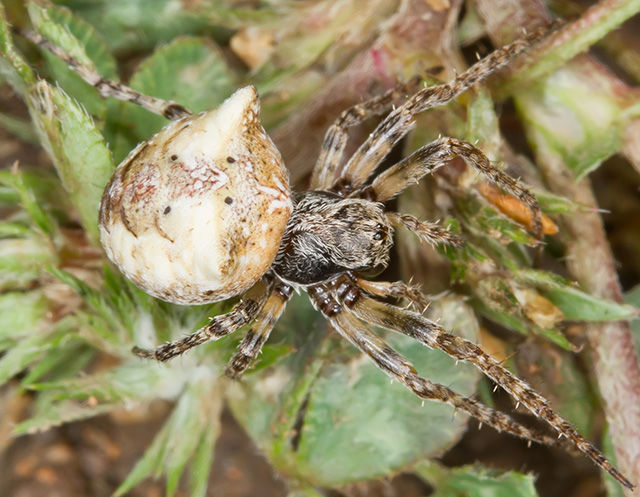 Gibbaranea bitubercolata