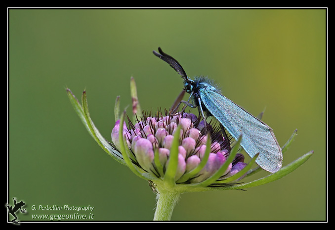 Identificazione falena diurna