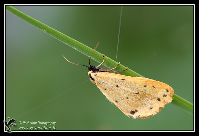 Setina irrorella?